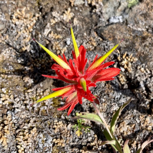 Meet your Posher, Rachel - Picture 1 of 1